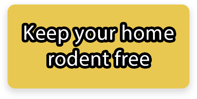 Keep your home rodent free